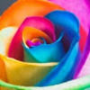 ellerose__